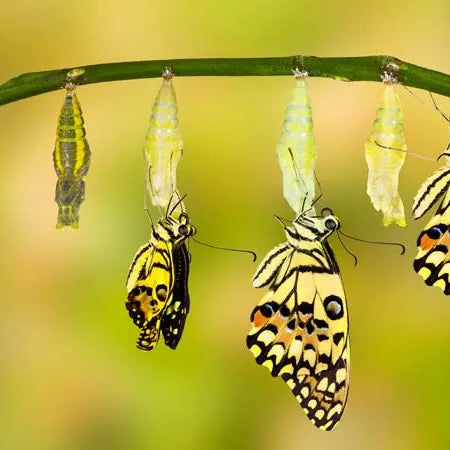 Seasonal Skin Metamorphosis: A Botanical Journey