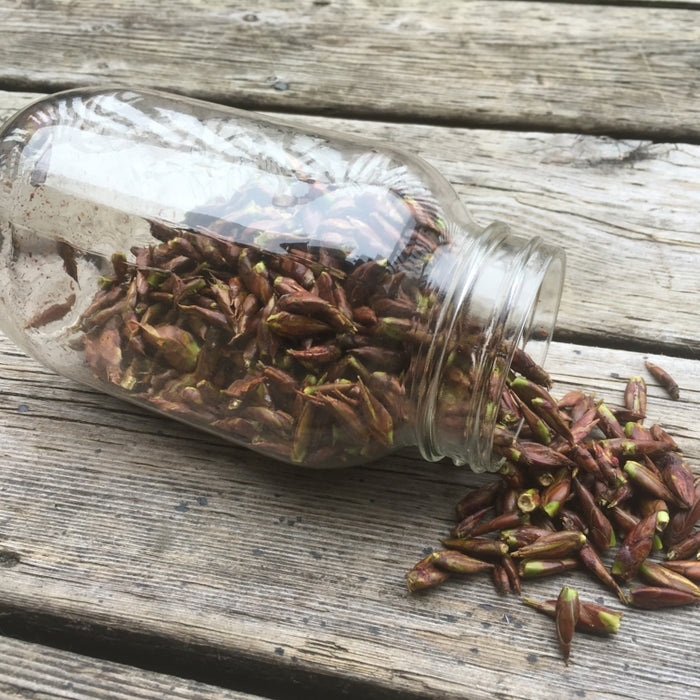 Nature's Analgesic for Spring's Pains: Exploring the Healing Wonders of Poplar Buds
