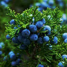Unveiling the Secrets of Juniper: Nature's Guardian for Radiant Skin