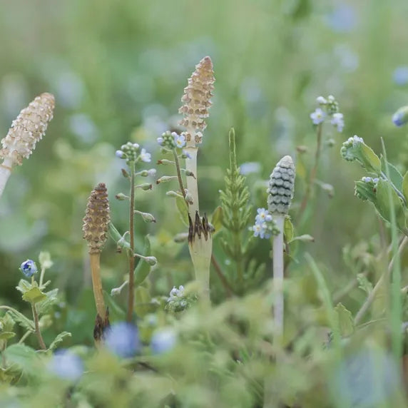 Unveiling the Natural Collagen Source: The Power of Horsetail🌿🌟