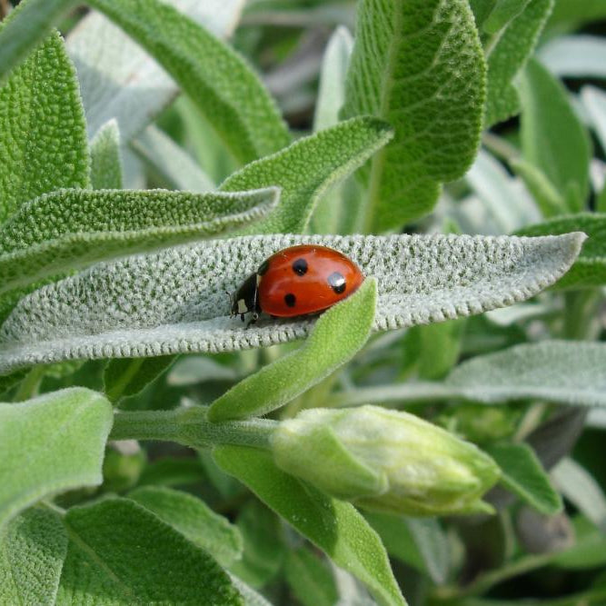 Step into Firefly's Enchanted Garden: Sage Skincare Secrets Unveiled!
