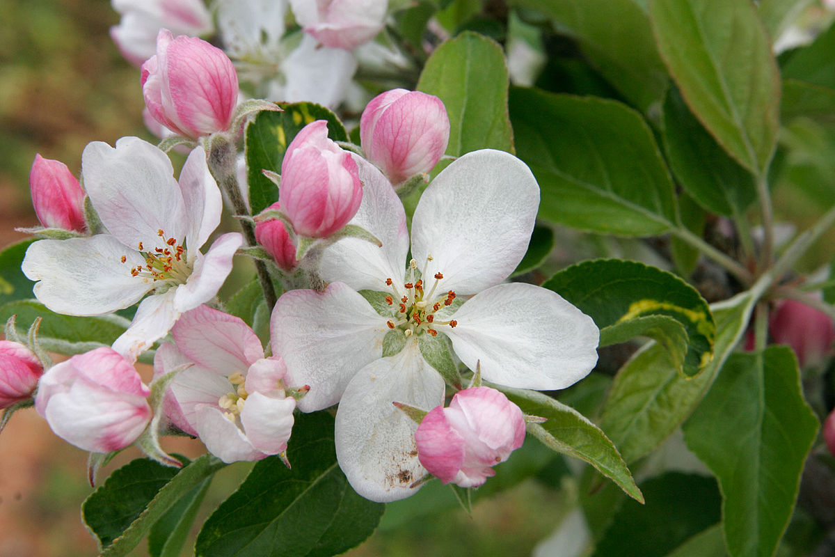 Blushing into Summer: The Skin-Deep Magic of Apple Blossoms