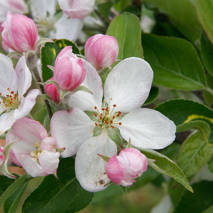 Blushing into Summer: The Skin-Deep Magic of Apple Blossoms