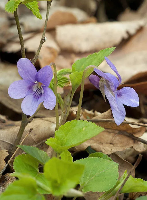 Unlocking the Healing Power of Spring: Best Herbs for Lymphatic Aid