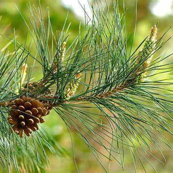 Pine Needle Elixir: Unveiling Nature's Skin Savior