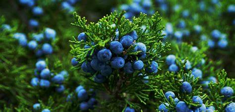 Unveiling the Secrets of Juniper: Nature's Guardian for Radiant Skin