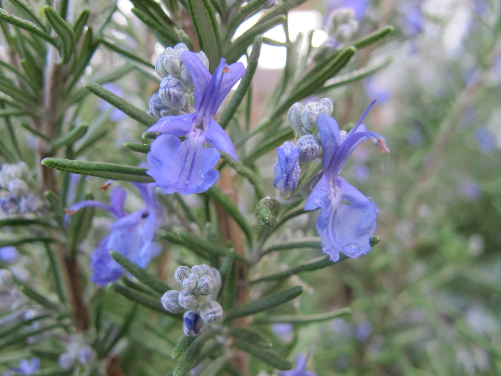 Nature's Symphony: Rosemary's Radiance in Organic Skincare