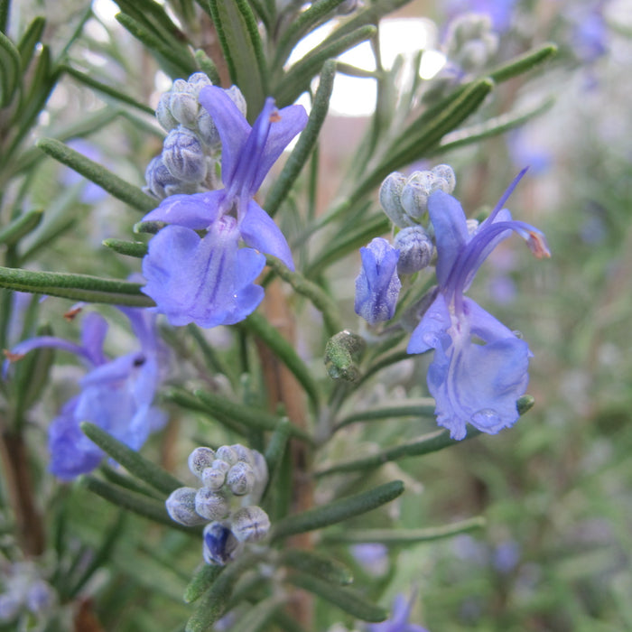 Nature's Symphony: Rosemary's Radiance in Organic Skincare