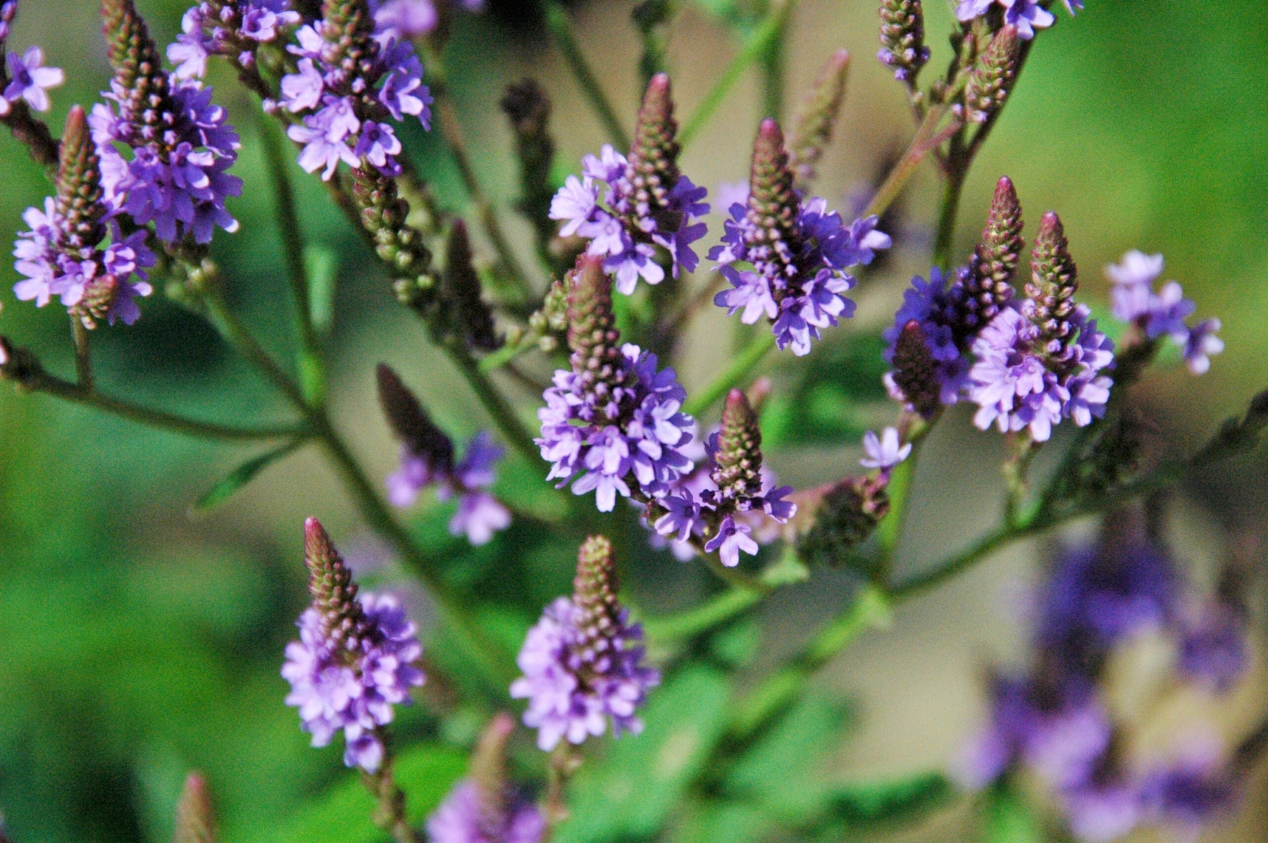 Blue Vervain: The Forgotten Miracle Plant for Skin and Soul