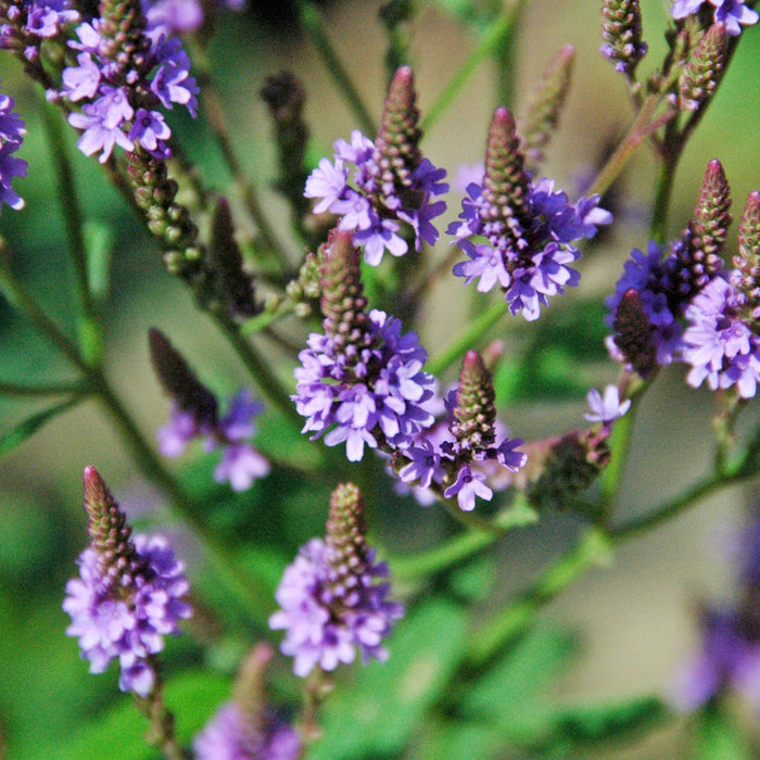 Blue Vervain: The Forgotten Miracle Plant for Skin and Soul