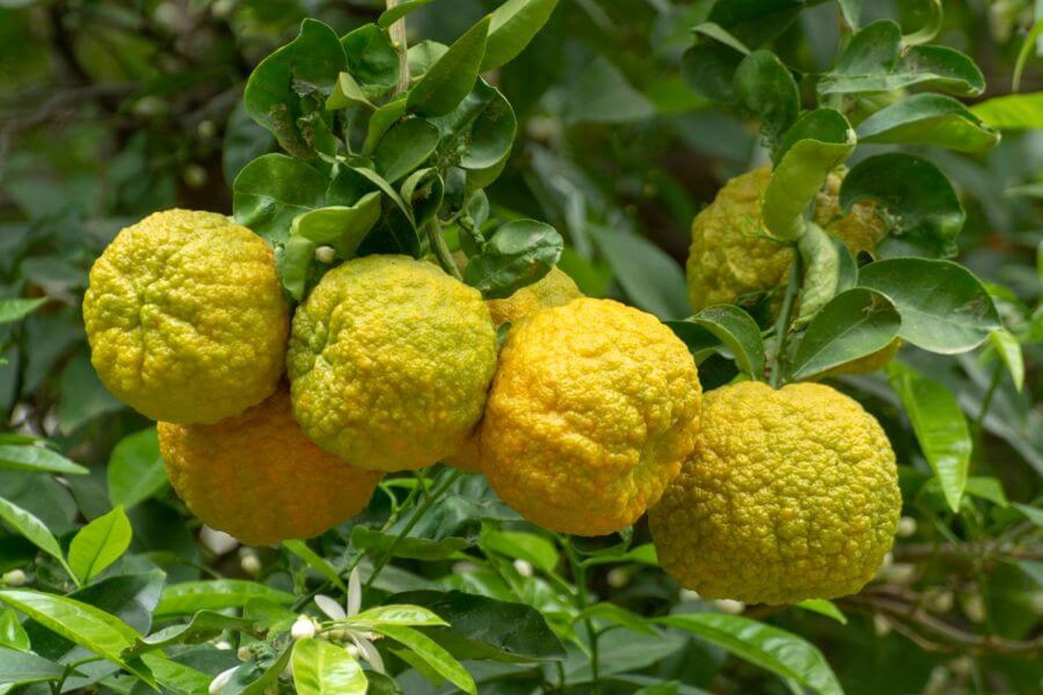 Bergamot: A Precious Gift for Winter Skincare