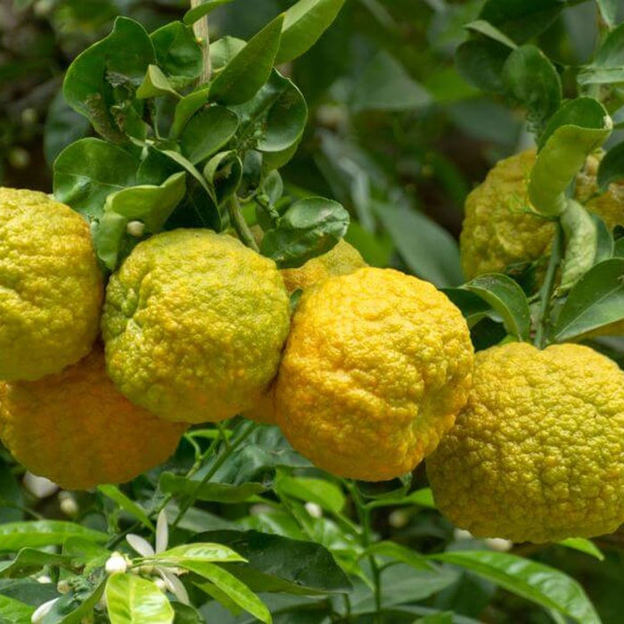 Bergamot: A Precious Gift for Winter Skincare