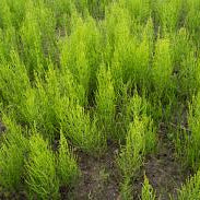 Discover Wild-Foraged Horsetail: Your Natural Collagen Source
