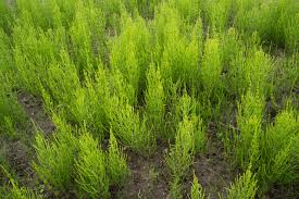 Discover Wild-Foraged Horsetail: Your Natural Collagen Source