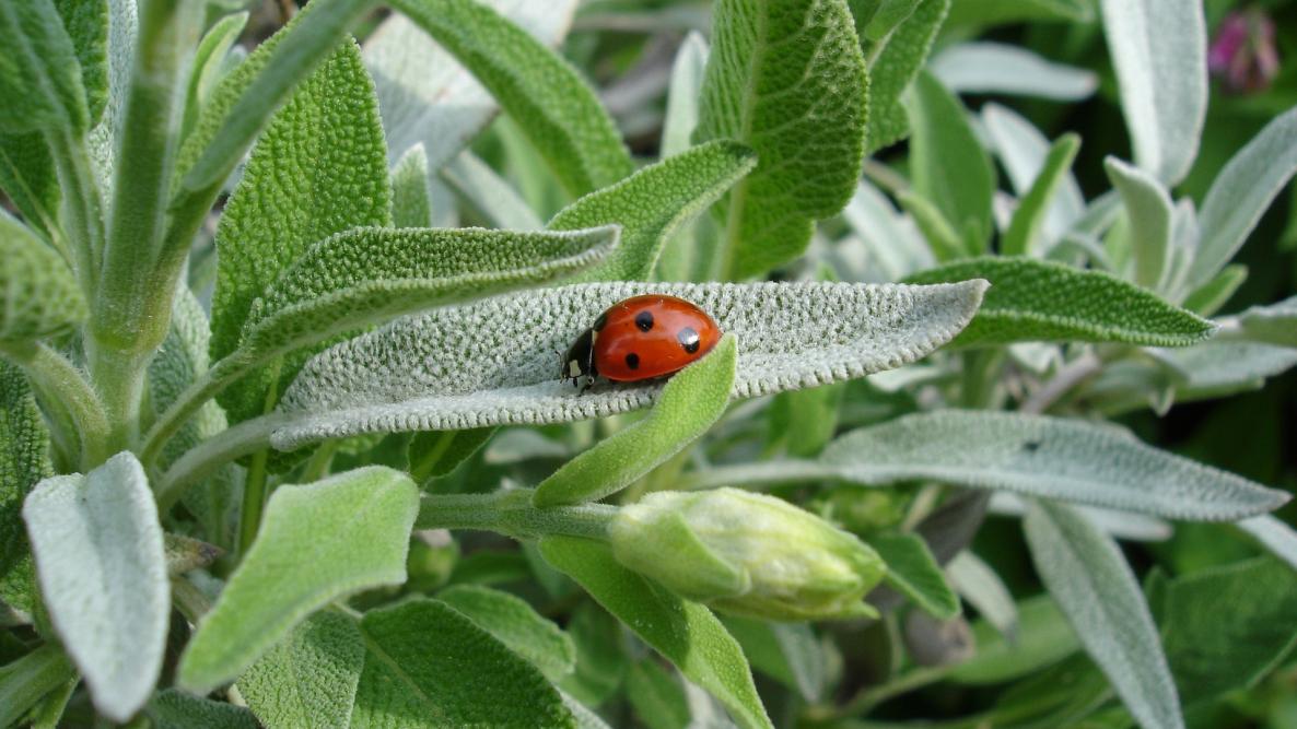 Step into Firefly's Enchanted Garden: Sage Skincare Secrets Unveiled!