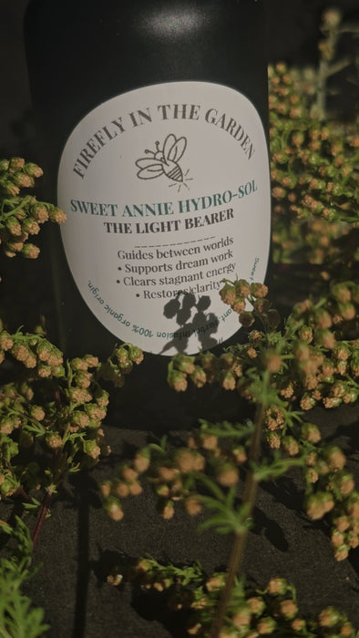 The Light Bearer — Artemisia annua Hydrosol/Toner